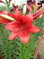 [5130 Armandale VZ No01.JPG]